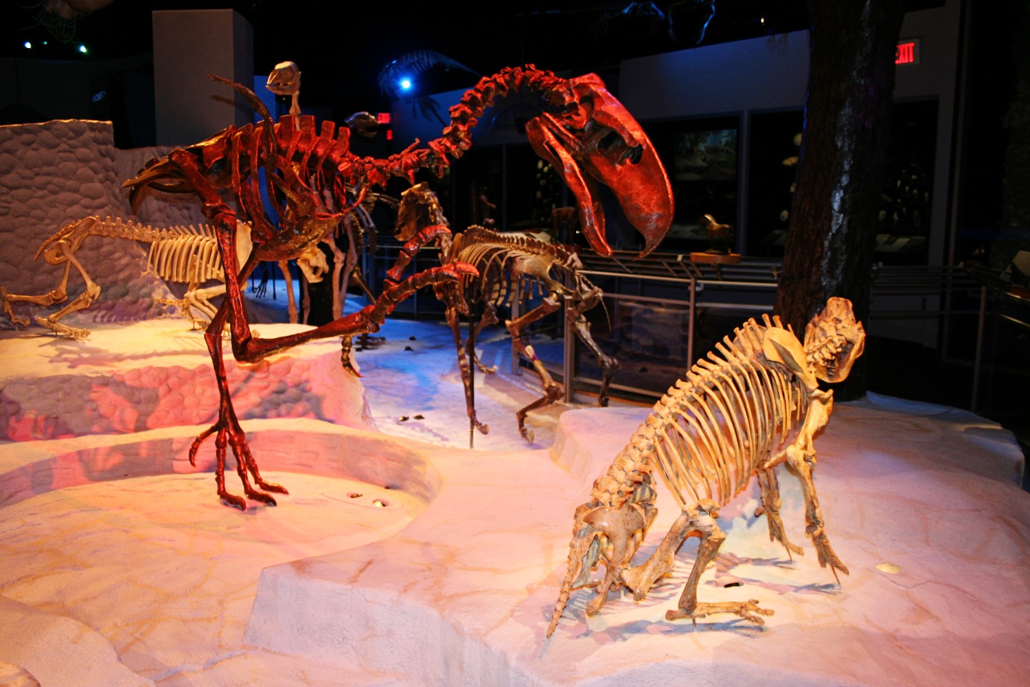 Why You Need to Visit the Florida Museum of Natural History